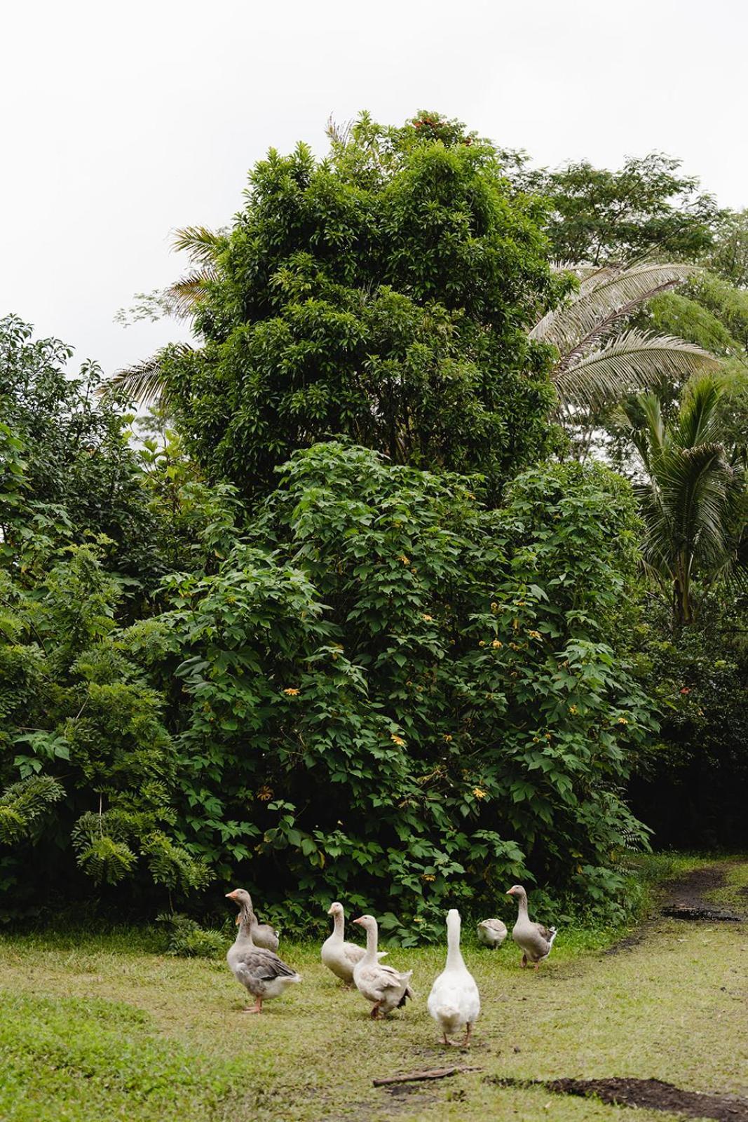 Hawaiian Sanctuary Eco Retreat Center Villa Pahoa Exterior photo